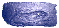 Fossil Fish Stamp